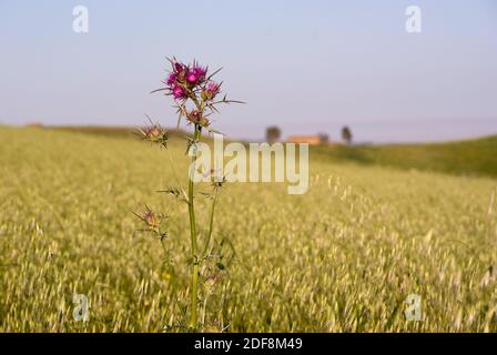 paysagé pour la fleur de chardon dans le champ Banque D'Images