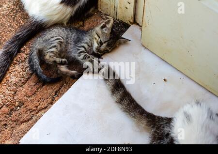 Chaton jouant avec Tail Banque D'Images