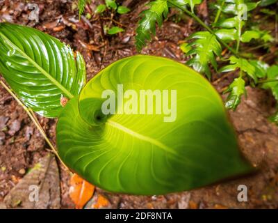 La forêt tropicale du Costa Rica. Les feuilles de banane et autres plantes à grands feuilles poussent au fond de la forêt tropicale. Banque D'Images