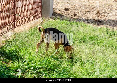 Beagle chien en quête dans l'herbe Banque D'Images