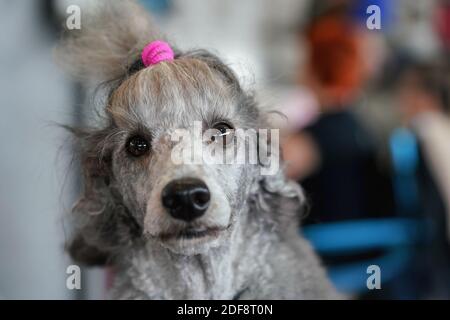 Chien gris poodle se toilettant au concours de spectacle de chien, détail sur le visage drôle de regard, bande de caoutchouc rose dans les cheveux Banque D'Images