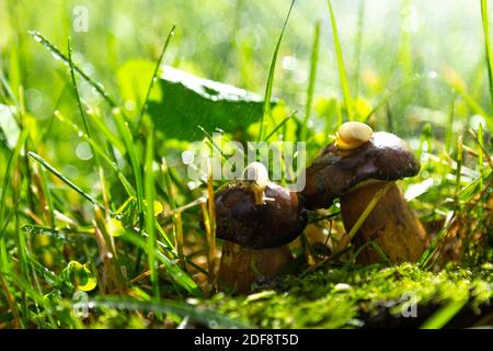 Escargots de THA sur les champignons. Forêt après la pluie. Banque D'Images