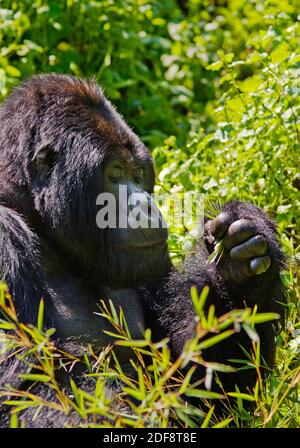 GORUNDHA, du pavillon SABYINYO GROUP, est le plus grand mâle alpha RETOUR D'ARGENT DANS LE PARC NATIONAL DES VOLCANS - RWANDA Banque D'Images