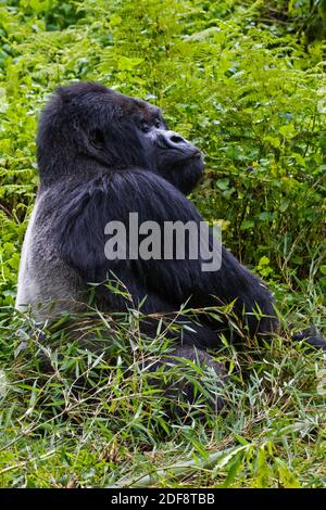 GORUNDHA, du pavillon SABYINYO GROUP, est le plus grand mâle alpha RETOUR D'ARGENT DANS LE PARC NATIONAL DES VOLCANS - RWANDA Banque D'Images