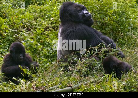 GORUNDHA, du GROUPE SABYINYO, est le plus grand dos d'ARGENT mâle alpha dans LE PARC NATIONAL DES VOLCANS et est doux avec sa progéniture - RWANDA Banque D'Images