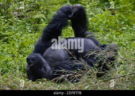 Une FEMME GORILLA DE MONTAGNE (Gorilla beringei beringei) Du GROUPE SABYINYO étiré dans LE PARC NATIONAL DES VOLCANS - RWANDA Banque D'Images