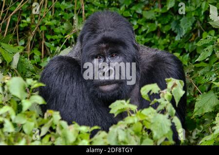 GORUNDHA, du pavillon SABYINYO GROUP, est le plus grand mâle alpha RETOUR D'ARGENT DANS LE PARC NATIONAL DES VOLCANS - RWANDA Banque D'Images