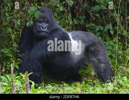 GORUNDHA, du pavillon SABYINYO GROUP, est le plus grand mâle alpha RETOUR D'ARGENT DANS LE PARC NATIONAL DES VOLCANS - RWANDA Banque D'Images