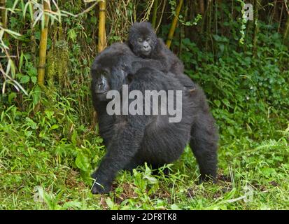 Mère et bébé GORILLES DE MONTAGNE (Gorilla beringei beringei) Du GROUPE SABYINYO dans LE PARC NATIONAL DES VOLCANS - RWANDA Banque D'Images