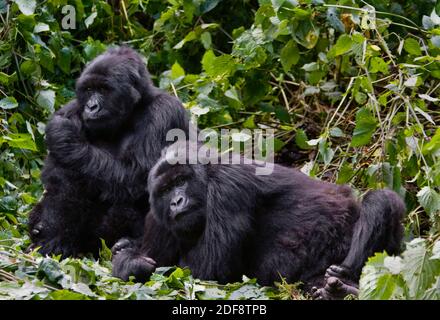 Deux frères GORILLES DE MONTAGNE (Gorilla beringei beringei) Du GROUPE KWITANDA dans LE PARC NATIONAL DES VOLCANS se détendre Un nid - RWANDA Banque D'Images