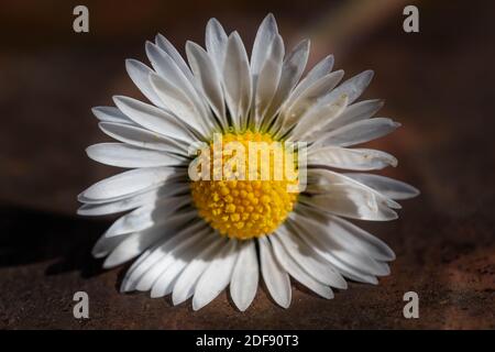 Marguerites fraîchement cueillies placées sur un banc de parc Banque D'Images