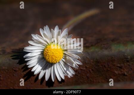 Marguerites fraîchement cueillies placées sur un banc de parc Banque D'Images