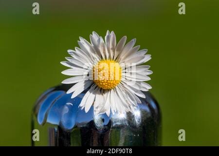 Marguerites fraîchement cueillies placées sur une bouteille de boisson brillante Banque D'Images