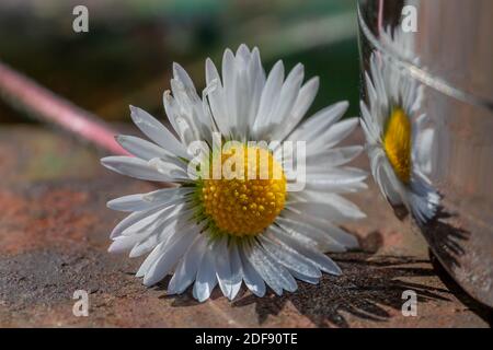 Marguerite fraîchement cueillie placée sur un banc de parc et réfléchie dans une bouteille de boisson brillante Banque D'Images