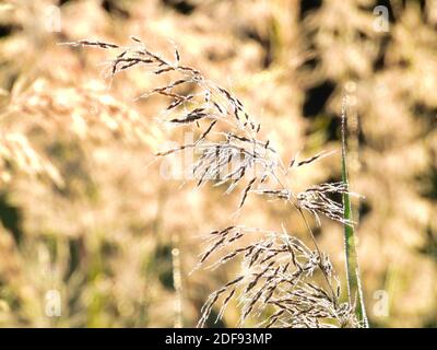 Gros plan Macro de l'herbe à roseaux avec des gouttelettes de rosée du matin réfléchissantes Le soleil sur un matin d'été avec plus de roseau herbe Flou en arrière-plan Banque D'Images