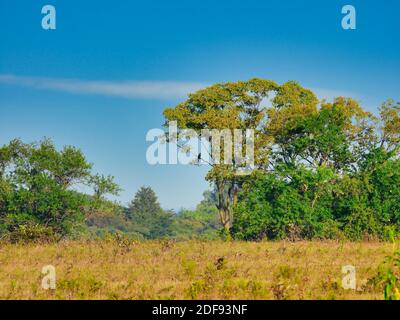 Paysage vue panoramique de la Prairie s'ouvrant sur une ligne d'arbres avec un buse à queue rouge perchée dans une branche inférieure du grand arbre, ciel bleu vif Banque D'Images