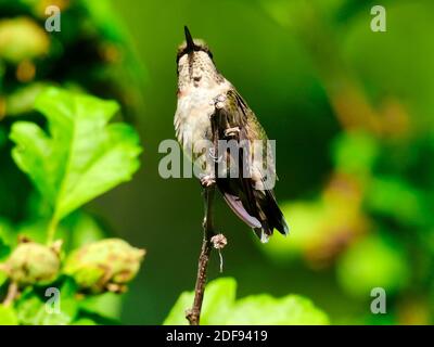 Un jeune homme à gorge rubis présente des plumes rouges Il s'est défait en regardant vers l'avant sur une branche d'arbre Au soleil Banque D'Images