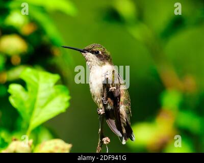 Un colibri à gorge rubis dans la vue de profil comme ses plumes d'ascendance Dans le soleil entouré par des feuilles vertes dans ce gros plan Vue sur les oiseaux Banque D'Images