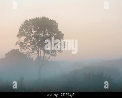 Matin brumeux avec lever du soleil avec un seul arbre dans les Prairies Banque D'Images