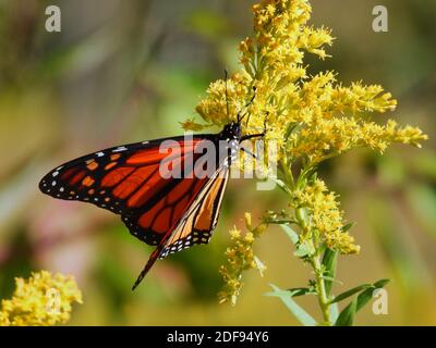 Monarque papillon avec ailes orange et noires presque plein Position repliée perchée sur une fleur de fleurs sauvages jaune de Goldenrod en train de manger L'aube du matin Banque D'Images