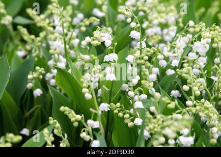 Un cultivateur de Lily de la Vallée (Convallaria majalis ou muguet en français) se prépare pour le 1er mai à Ollainville, au sud de paris, en France, le 23 avril 2020. Au début du XXe siècle, il est devenu la tradition en France de vendre le nénuphar de la vallée à la journée internationale du travail, le 1er mai, par les organisations syndicales et les particuliers sans payer de taxe de vente (à ce jour seulement) comme symbole du printemps. Photo de David Niviere/ABACAPRESS.COM Banque D'Images