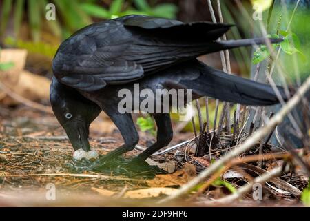 Deux corneilles torrseiennes (Corvus orru) se nourrissent de la terre sur des œufs d'oiseaux volés du nid. Queensland Australie. Banque D'Images