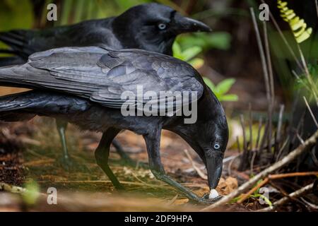 Deux corneilles torrseiennes (Corvus orru) se nourrissent de la terre sur des œufs d'oiseaux volés du nid. Queensland Australie. Banque D'Images