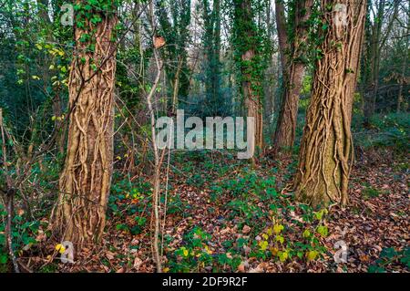 Troncs d'arbres couverts de tiges de lierre denses dans un faible coucher de soleil d'automne, à Leeshall Wood, dans la vallée de Gleadless, Sheffield. Banque D'Images