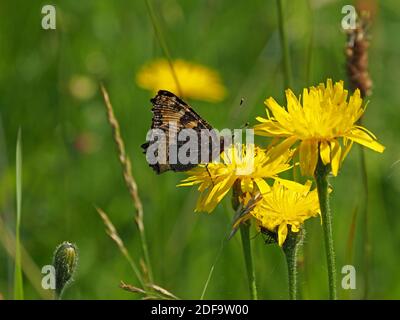 Petit papillon tortoiseshell (Aglais urticae) avec ailes fermées se nourrissant de la fleur jaune de pissenlit (Taraxacum officinale) Cumbria, Angleterre, Royaume-Uni Banque D'Images