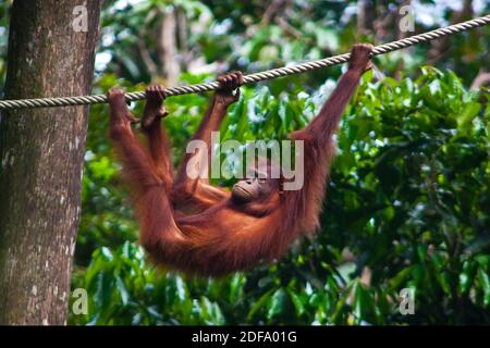 Un ORANGÉ (Pongo pygmaeus) au centre de réhabilitation Sepilok Orangutan dans la forêt de Kabili Sepilok près de Sandakan - MALAISIE, BORNÉO Banque D'Images