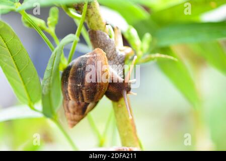 Escargot dans la coquille rampant sur l'arbre végétal, jour d'été dans l'escargot de jardin Banque D'Images