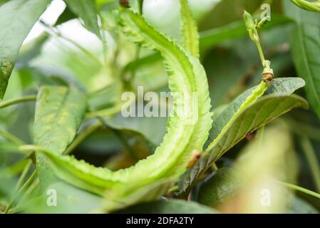 le haricot à ailes pousse sur l'arbre de vigne, l'agriculture de jeunes haricots à ailes Banque D'Images