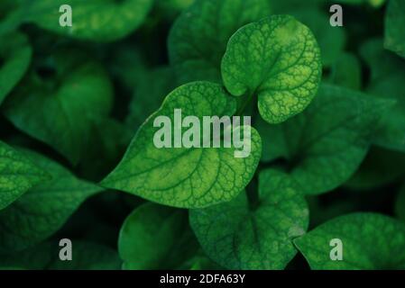 Belle feuille dans la forêt tropicale plante jungle, naturel vert feuilles modèle fond foncé (PLU Kaow Houttuynia cordata) Banque D'Images