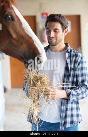 homme dans les vêtements de travail nourrissant le cheval avec le foin à stable Banque D'Images