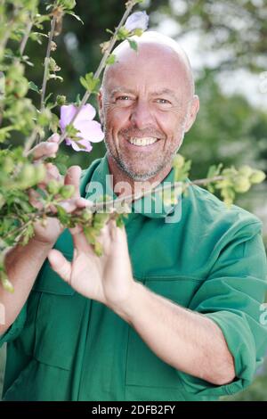 jardinier mâle mature par plante en fleur Banque D'Images