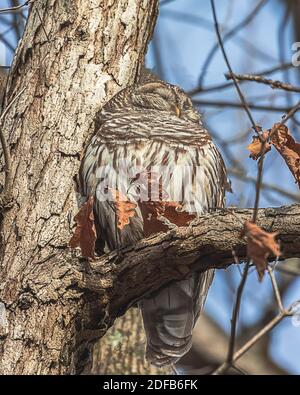 Un bel hibou barré qui fait une pause pour chasser toute la nuit. Banque D'Images