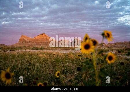 Formations de Badlands en vedette avec des tournesols flous dans le champ de l'avant-plan Banque D'Images