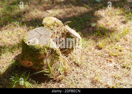 Ancienne souche sur le sol Banque D'Images
