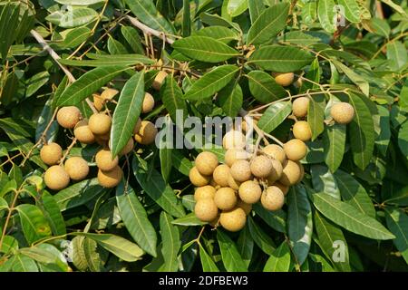 Fruits mûrs de longan sur le feuillage vert dans le jardin Banque D'Images