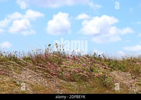 Fleurs et herbes sauvages se déplaçant dans la brise de mer à l'arrière de la plage de galets à Pevensey Bay, dans l'est du Sussex, sur la côte sud de l'Angleterre. Banque D'Images