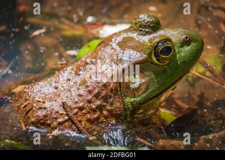 Gros plan d'une ouaouaron américaine (Lithobates catesbeianus). Raleigh, Caroline du Nord. Banque D'Images