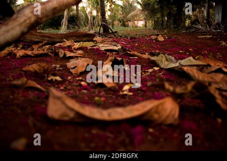 Feuilles brunes tombées dans un sol plein de rouge et de violet fleurs créant une scène poétique Banque D'Images