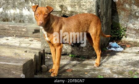 Chien brun debout dans des rues sales d'un endroit abandonné. La région photographiée semble pauvre Banque D'Images