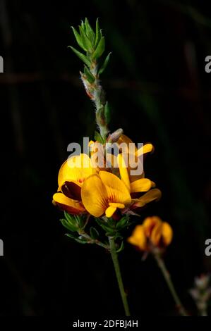 Oggles and Bacon (Aotus Ericoides) est un arbuste à fleurs printanières dans les bois du sud du Victoria. Ses fleurs jaunes et brunes rappellent le petit déjeuner. Banque D'Images