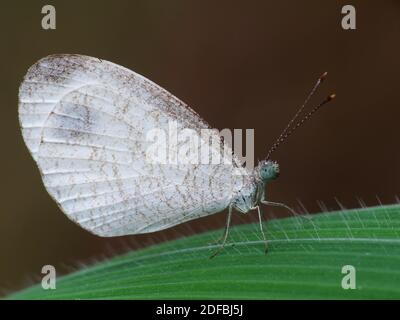 Activité des insectes dans la vie quotidienne Banque D'Images