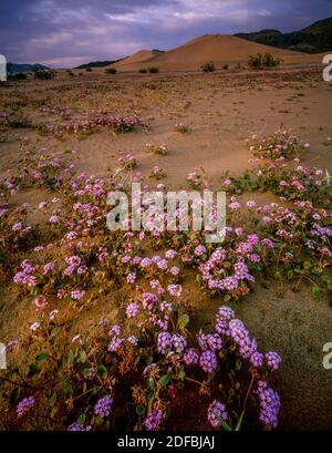 Sand Verbena, Abronia villosa, Ibex Dunes, Parc national de la Vallée de la mort, Californie Banque D'Images