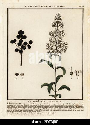 Sauvage privet, le troène commun, Ligustrum vulgare. Gravure en plaque de coperplate imprimée en trois couleurs par Pierre Bulliard de son Herbier de la France, ou collection complète des plantes indigénes de ce royaume, Didot jeune, Debure et Belin, 1780-1793. Banque D'Images