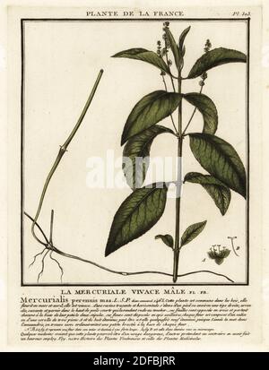 Mercure de chien, mâle vivace de la mercuriale, Mercurialis perennis. Gravure en plaque de coperplate imprimée en trois couleurs par Pierre Bulliard de son Herbier de la France, ou collection complète des plantes indigénes de ce royaume, Didot jeune, Debure et Belin, 1780-1793. Banque D'Images