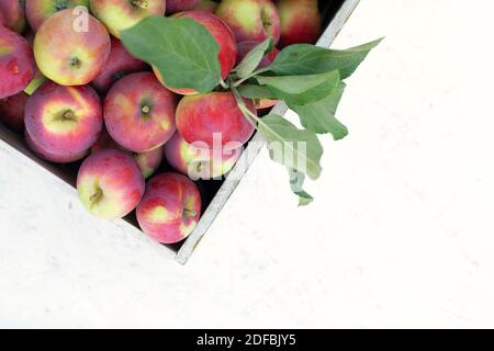 Boîte en bois pleine de pommes rouges fraîches avec des feuilles isolées sur fond blanc Banque D'Images