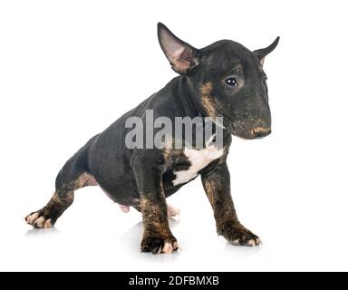 Bull Terrier miniature devant un fond blanc Banque D'Images